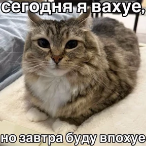 Стикеры от RodNik970 — стикер для MAX