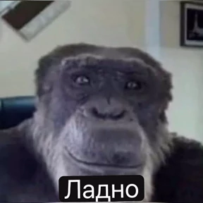 Ситуация — стикер для MAX