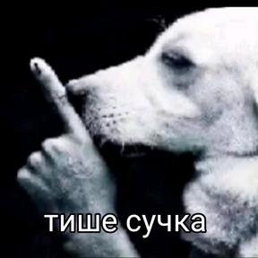 ам — стикер для MAX