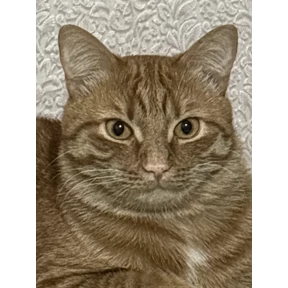 Яяяя — стикер для MAX