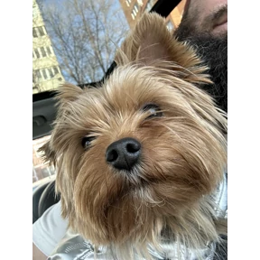 Рекс — стикер для MAX