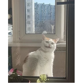 Лулу — стикер для MAX