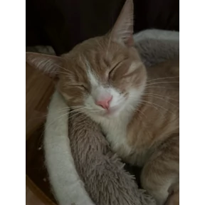 Cet — стикер для MAX