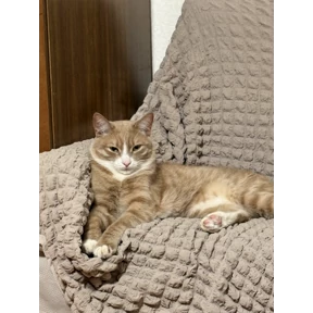 Cet — стикер для MAX