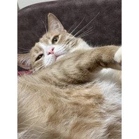 Cet — стикер для MAX
