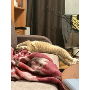 Cet — стикер для MAX
