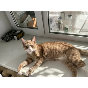 Cet — стикер для MAX