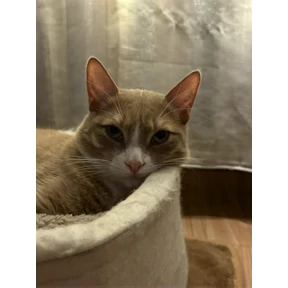 Cet — стикер для MAX
