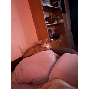 Cet — стикер для MAX