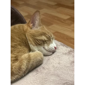 Cet — стикер для MAX