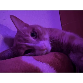Cet — стикер для MAX