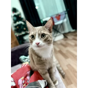Cet — стикер для MAX