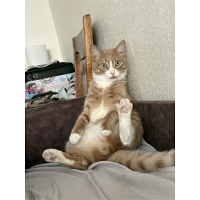 Cet — стикер для MAX