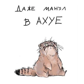 Злобный кот — стикер для MAX
