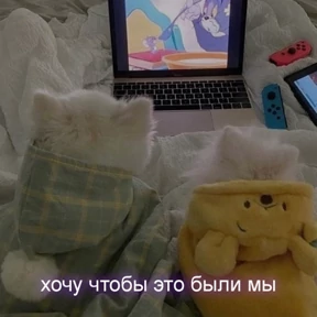 Кис кис — стикер для MAX