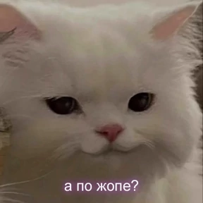 Кис кис — стикер для MAX