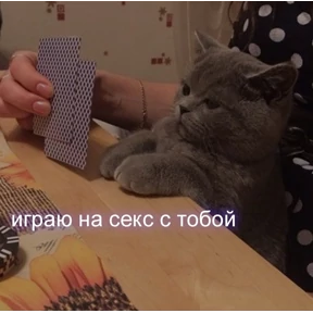 Кис кис — стикер для MAX
