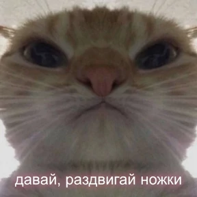 Кис кис — стикер для MAX