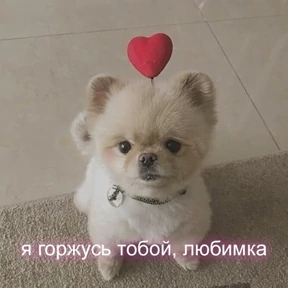 Кис кис — стикер для MAX