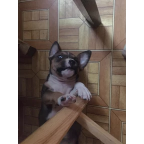 Мои стикеры — стикер для MAX