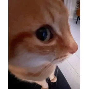 Стикерпак Коты для мессенджера MAX