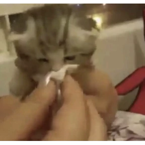 Коты — стикер для MAX