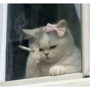 Коты — стикер для MAX