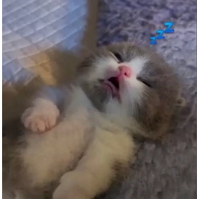 Коты — стикер для MAX