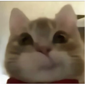 Коты — стикер для MAX