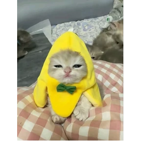 Коты — стикер для MAX