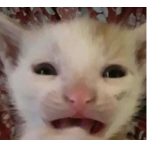 Коты — стикер для MAX