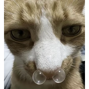 Коты — стикер для MAX