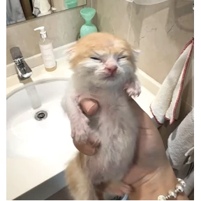 Коты — стикер для MAX