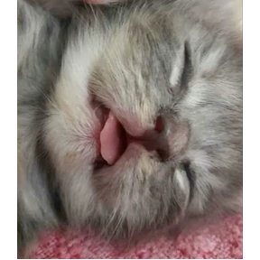 Коты — стикер для MAX