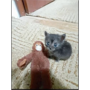 Коты — стикер для MAX