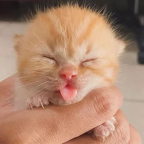 Коты — стикер для MAX