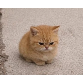 Коты — стикер для MAX
