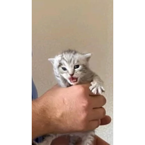 Коты — стикер для MAX