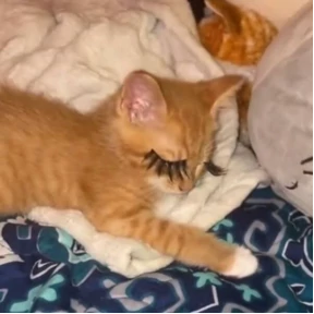 Коты — стикер для MAX