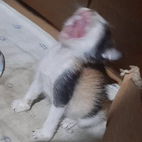 Коты — стикер для MAX