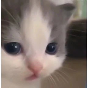 Коты — стикер для MAX