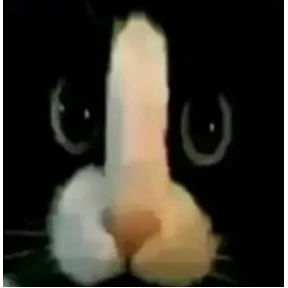 Коты — стикер для MAX