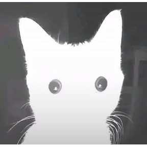 Коты — стикер для MAX