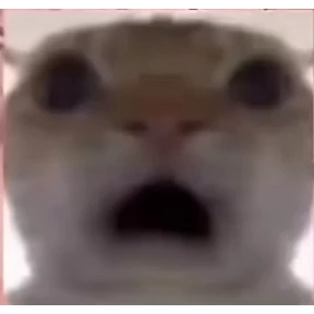 Коты — стикер для MAX