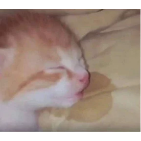 Коты — стикер для MAX