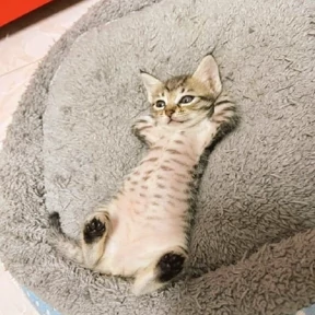 Коты — стикер для MAX