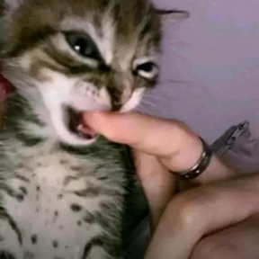 Коты — стикер для MAX