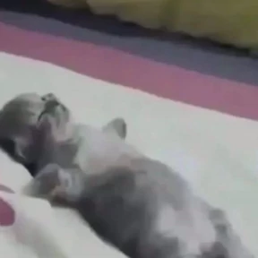 Коты — стикер для MAX