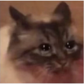 Коты — стикер для MAX