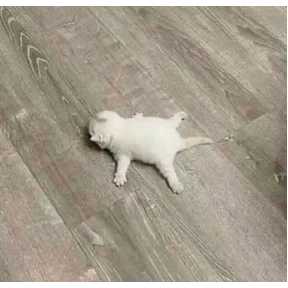 Коты — стикер для MAX